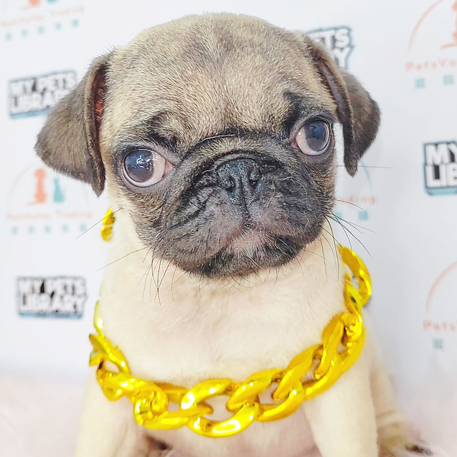 Pug Puppy (Male) For Sale