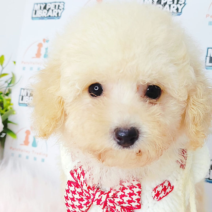Tiny Poodle Puppy (Male) For Sale