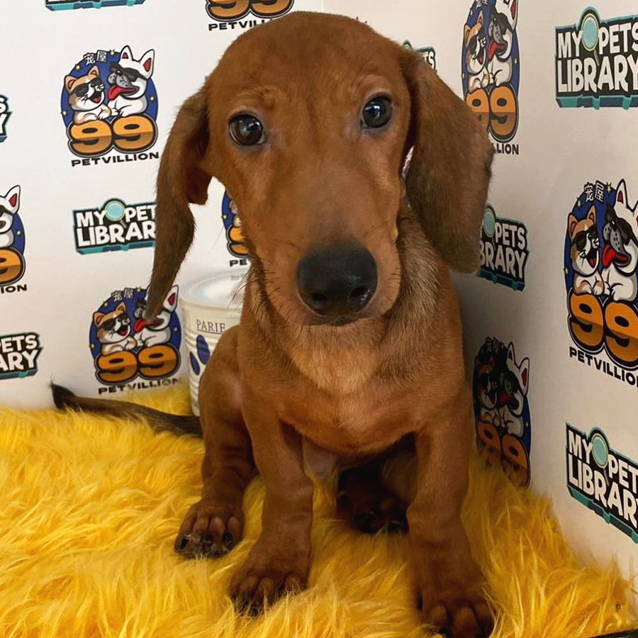 Miniature Dachshund Puppy (Male) For Sale
