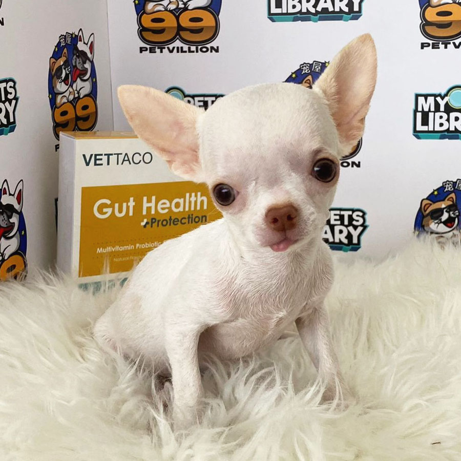 Chihuahua Puppy (Female) For Sale