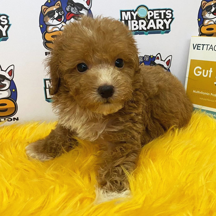 Toy Poodle Puppy (Male) For Sale