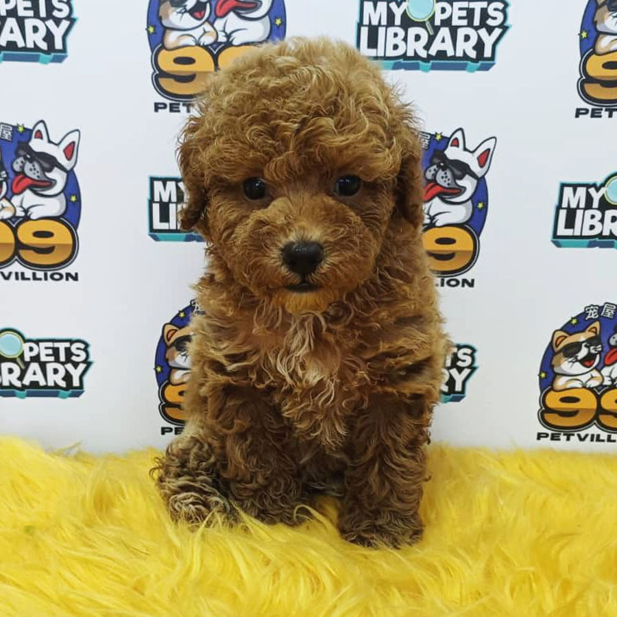 Toy Poodle Puppy (Female) For Sale