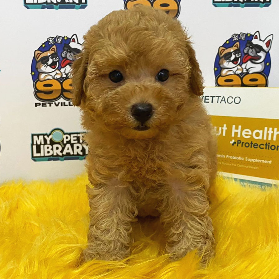 Toy Poodle Puppy (Female) For Sale
