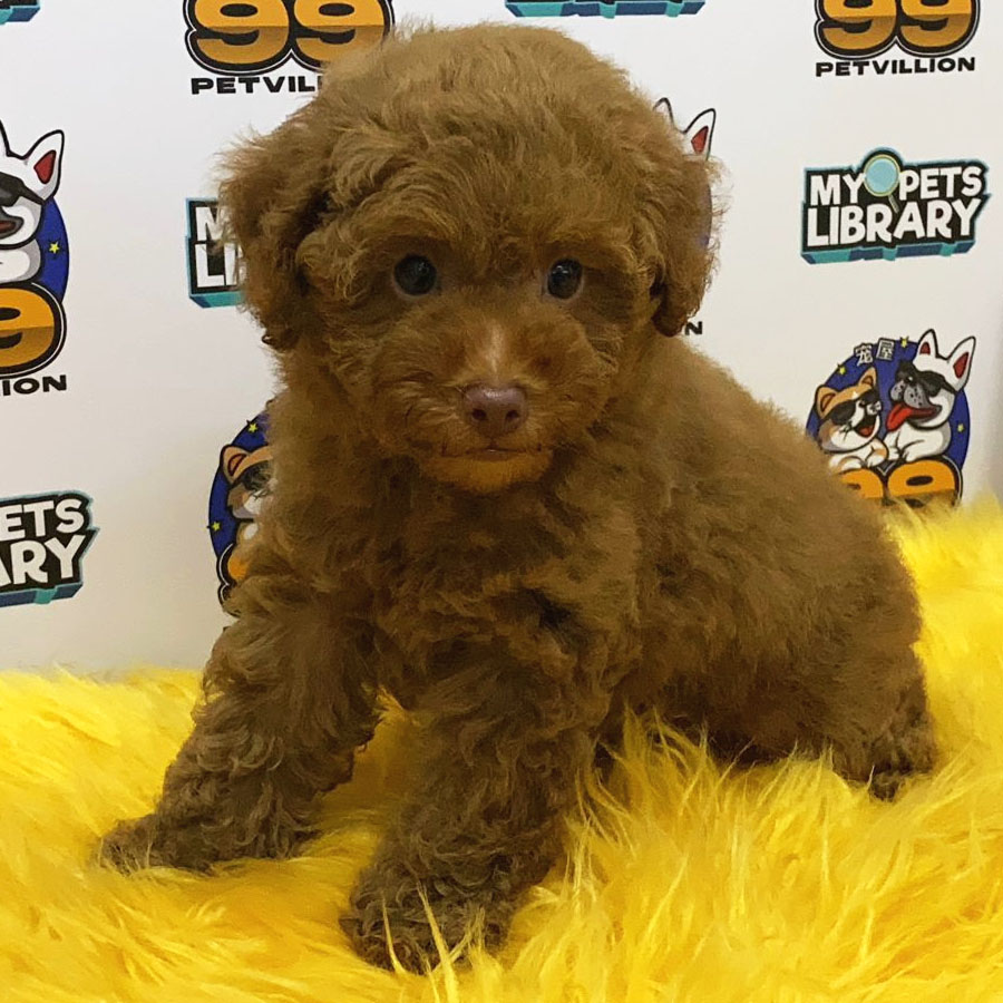 Toy Poodle Puppy (Male) For Sale