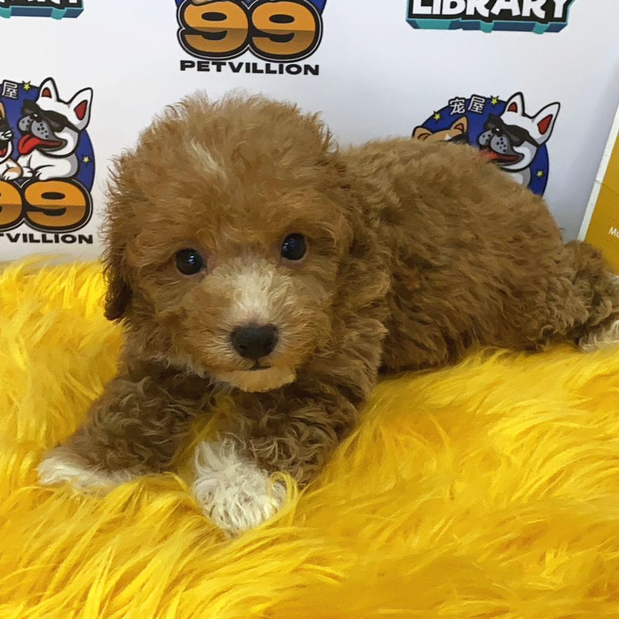 Toy Poodle Puppy (Female) For Sale