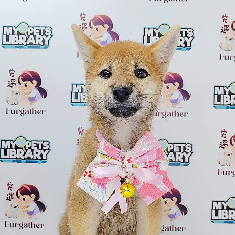 Shiba Inu Puppy (Female) For Sale