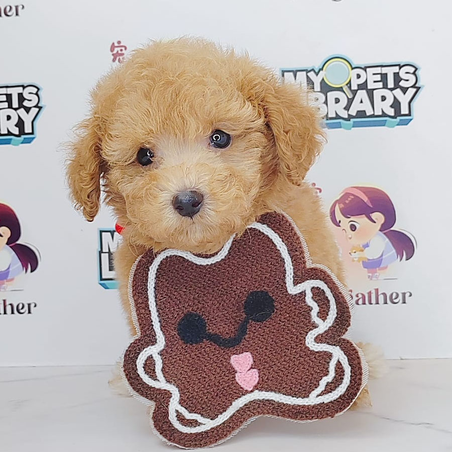 Tiny Poodle Puppy (Male) For Sale