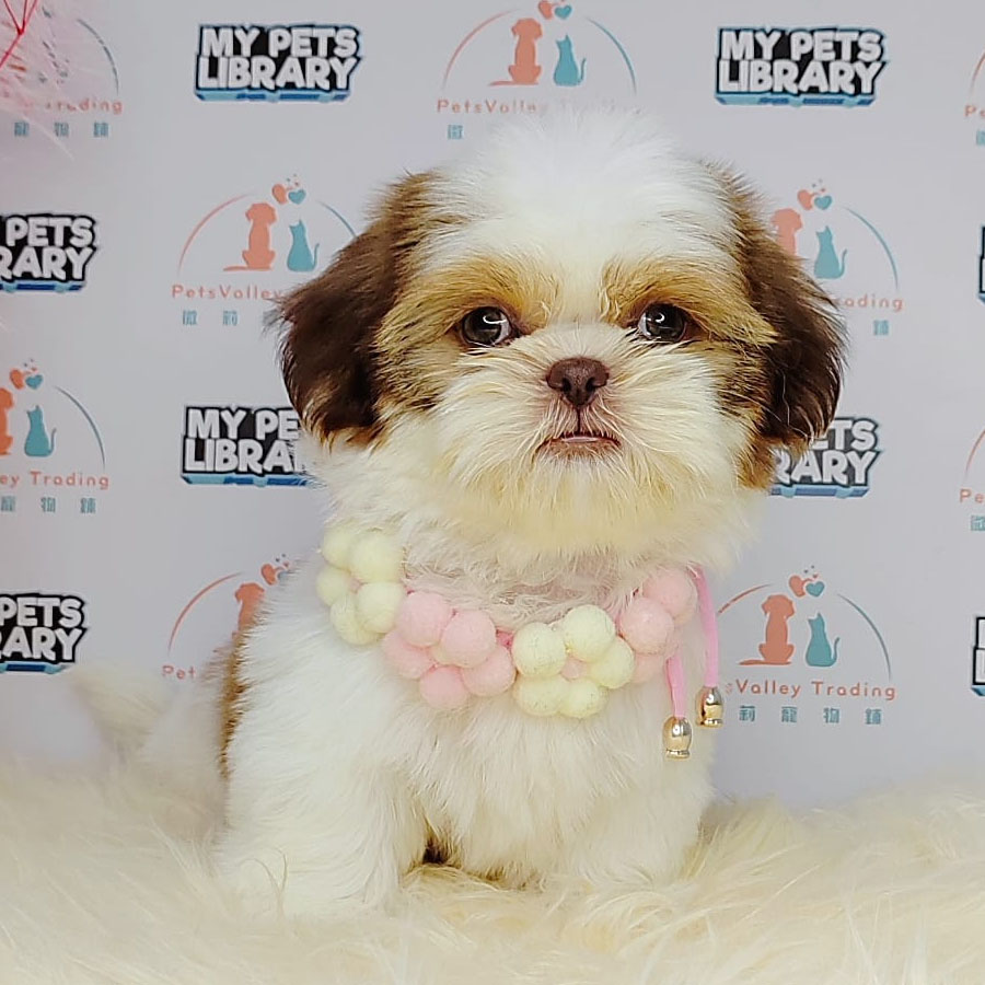 Shih Tzu Puppy (Male) For Sale
