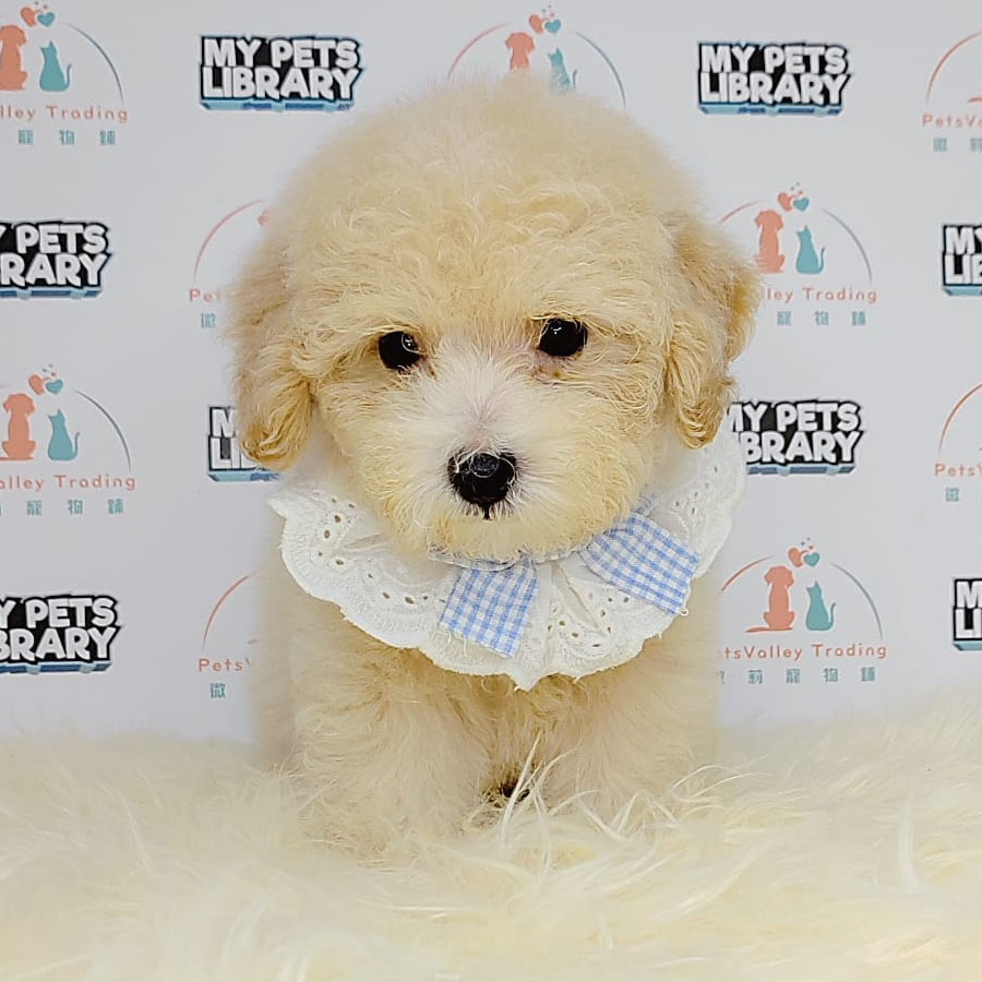 Tiny Poodle Puppy (Male) For Sale
