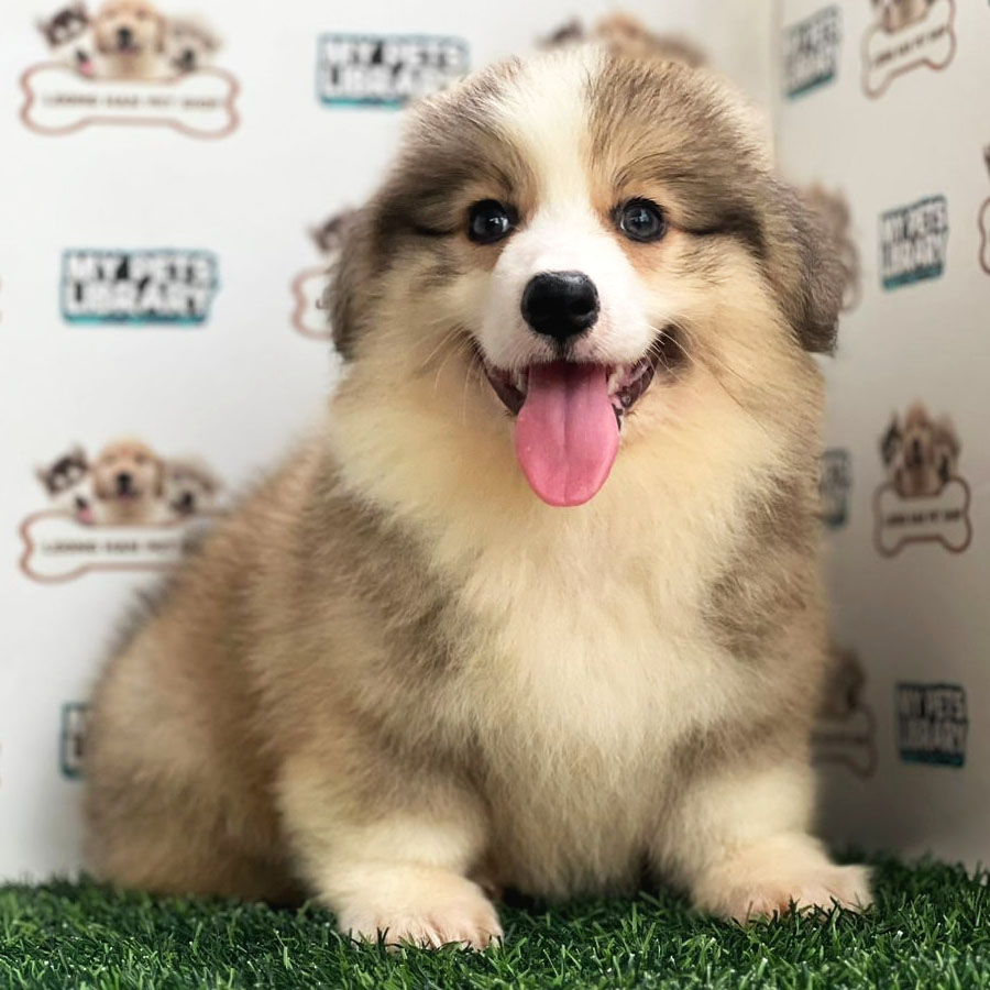 Longcoat Welsh Corgi Puppy (Male) For Sale