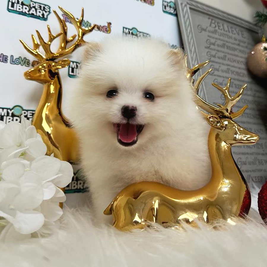 Tiny Pomeranian Puppy (Male) For Sale
