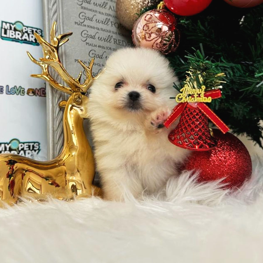 Teacup Pomeranian Puppy (Female) For Sale