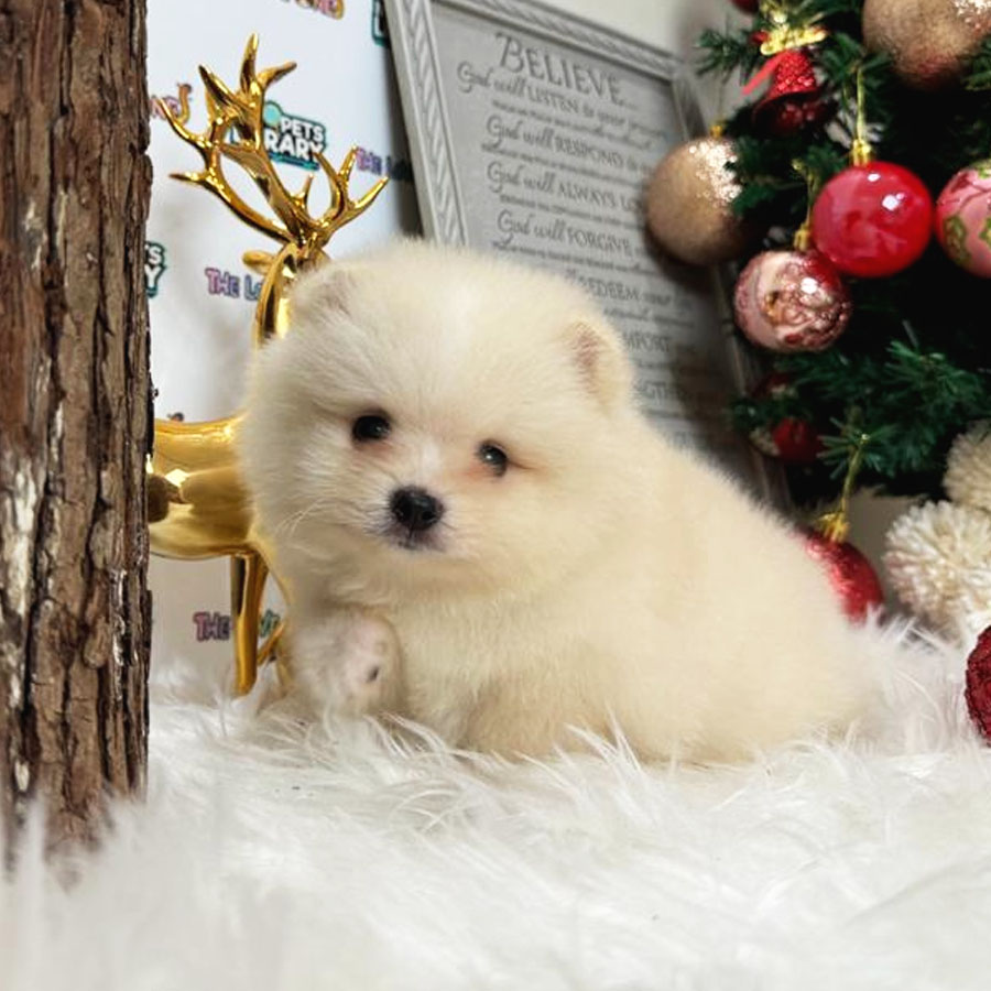Tiny Pomeranian Puppy (Male) For Sale