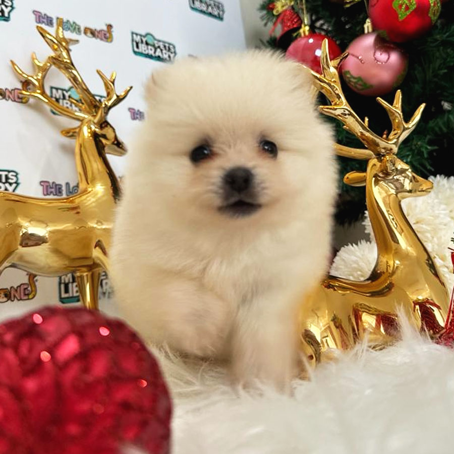 Teacup Pomeranian Puppy (Female) For Sale