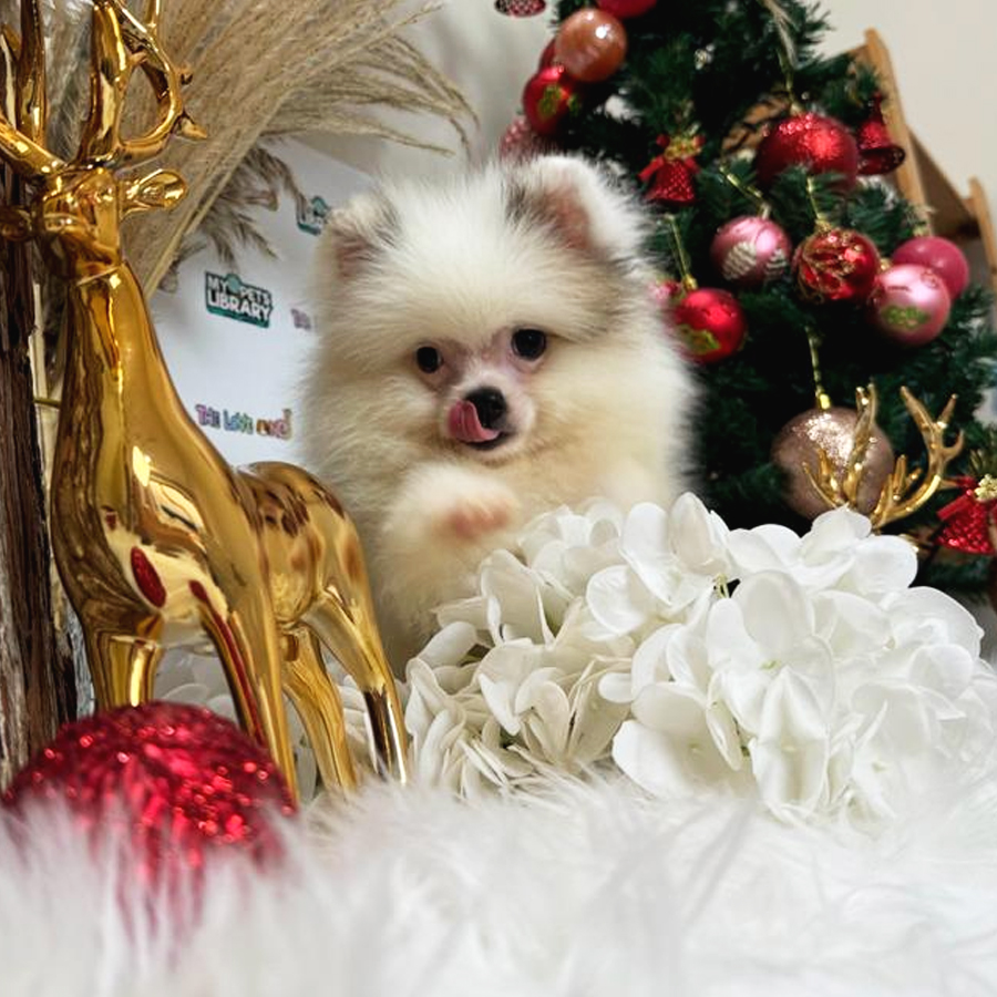 Tiny Pomeranian Puppy (Male) For Sale