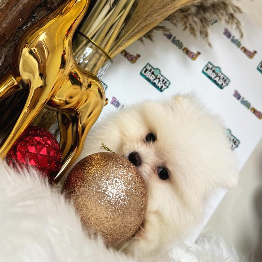 Tiny Pomeranian Puppy (Male) For Sale