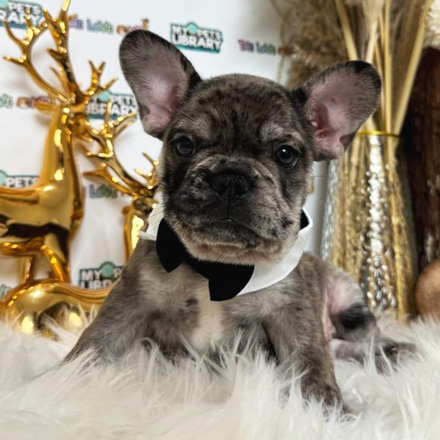 French Bulldog Puppy (Male) For Sale
