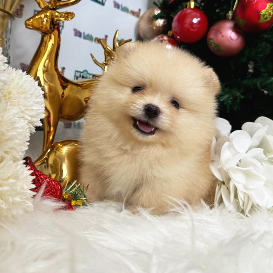 Tiny Pomeranian Puppy (Male) For Sale