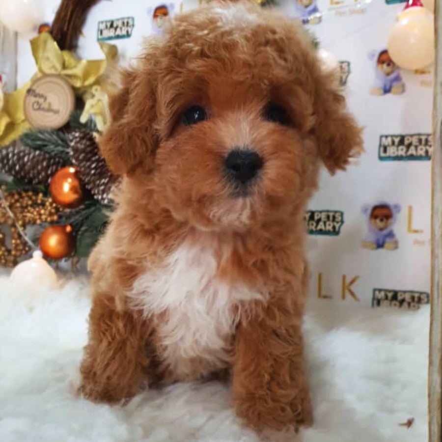 Toy Poodle Puppy (Female) For Sale
