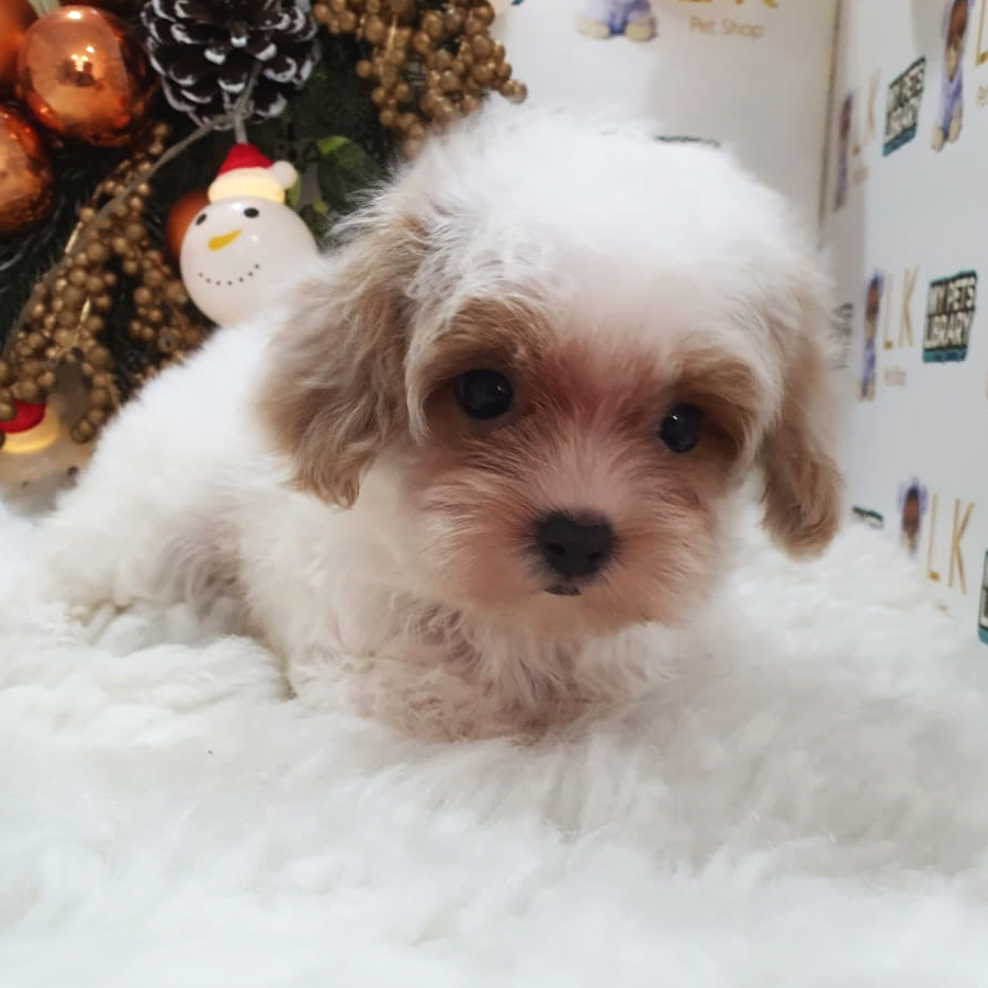 Maltipoo Puppy (Female) For Sale