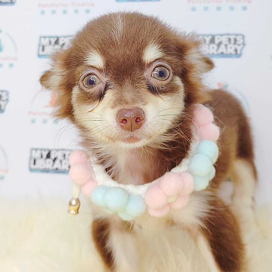 Longcoat Chihuahua Puppy (Female) For Sale