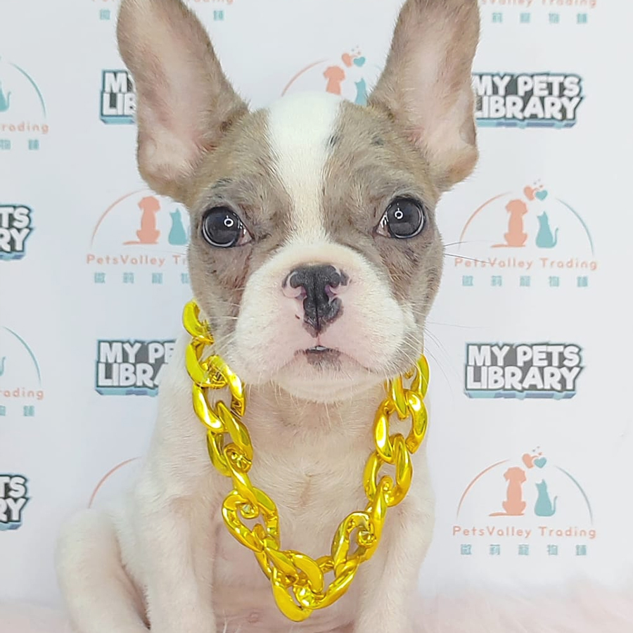 French Bulldog Puppy (Male) For Sale