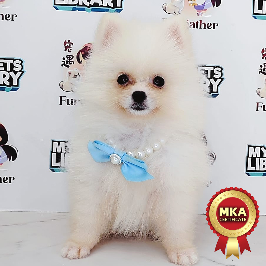 MKA Pomeranian Puppy (Female) For Sale