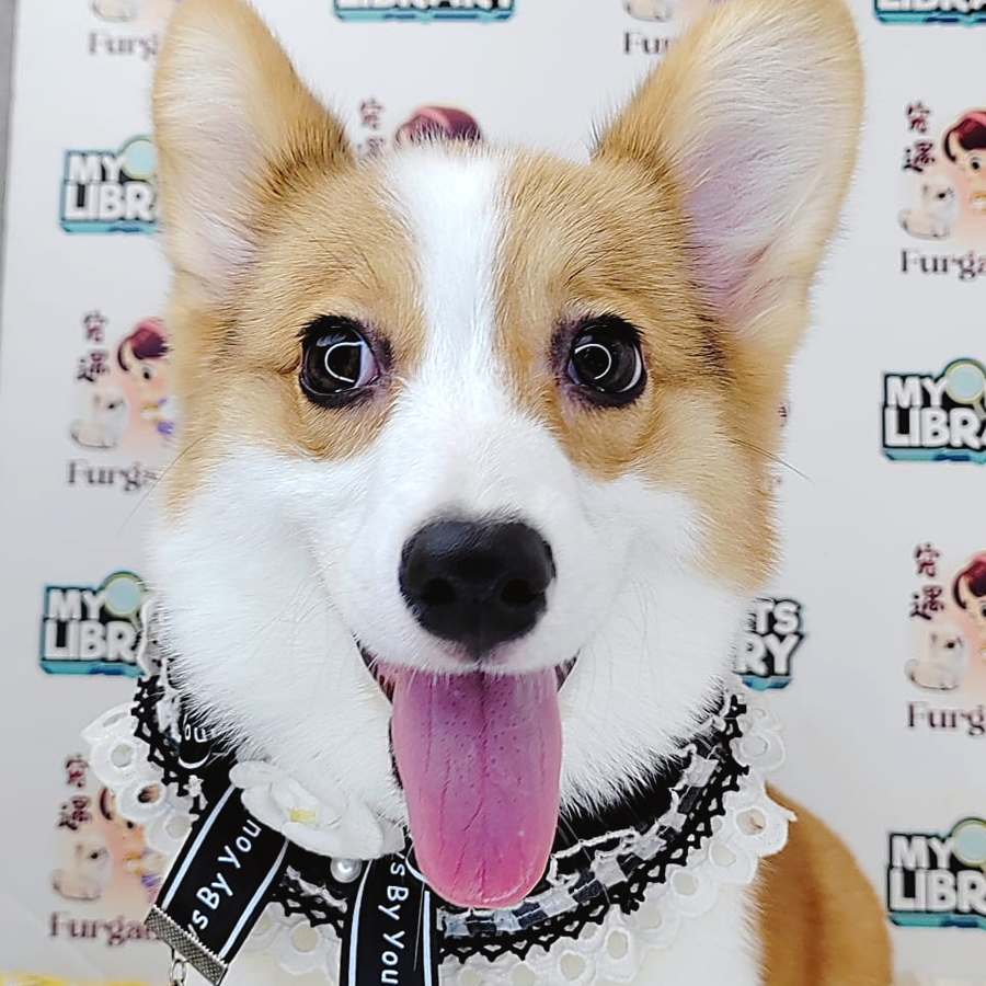 Welsh Corgi Puppy (Female) For Sale