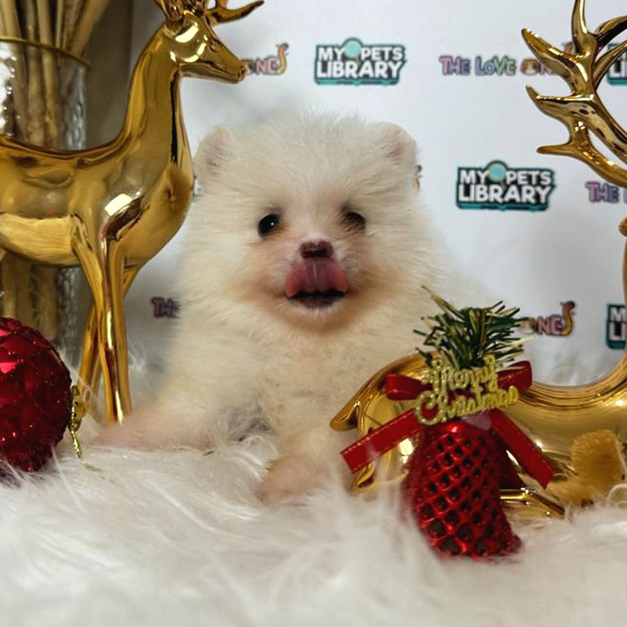 Tiny Pomeranian Puppy (Female) For Sale