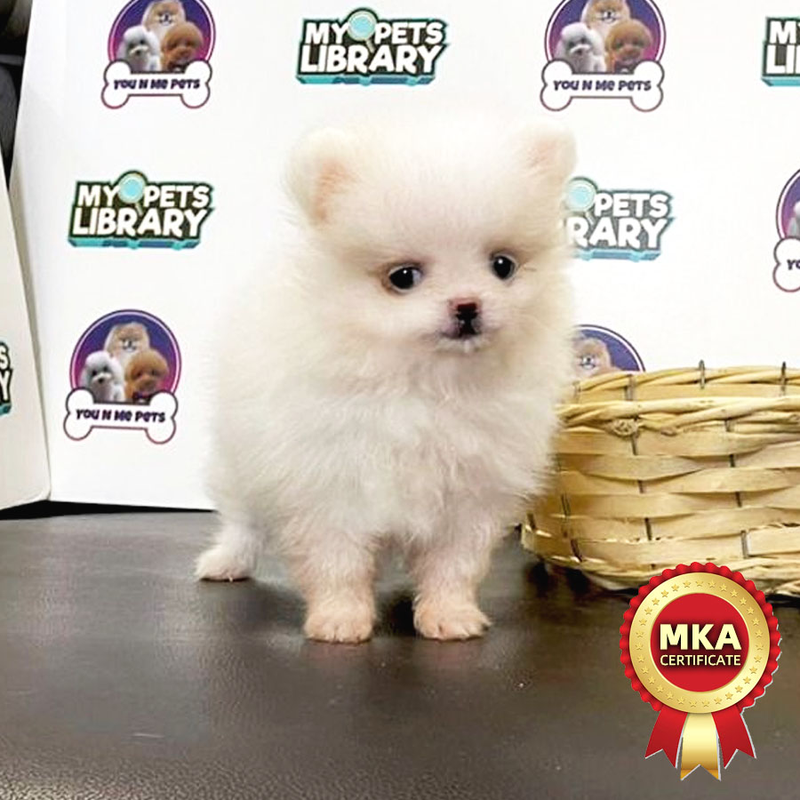 MKA Tiny Pomeranian Puppy (Male) For Sale