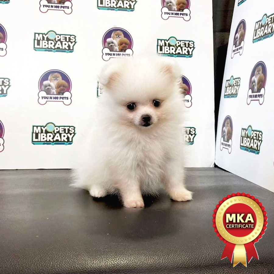 MKA Tiny Pomeranian Puppy (Male) For Sale