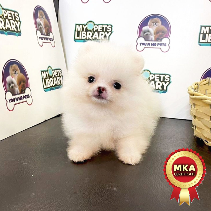 MKA Tiny Pomeranian Puppy (Female) For Sale