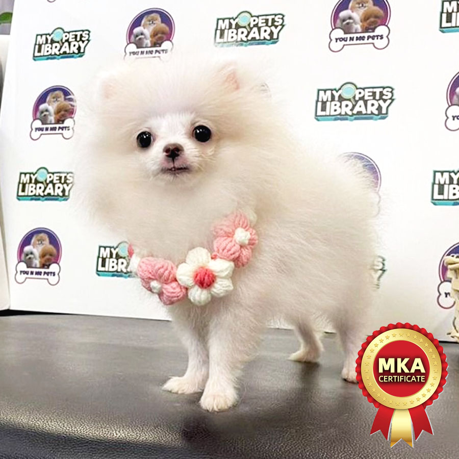 MKA Tiny Pomeranian Puppy (Male) For Sale
