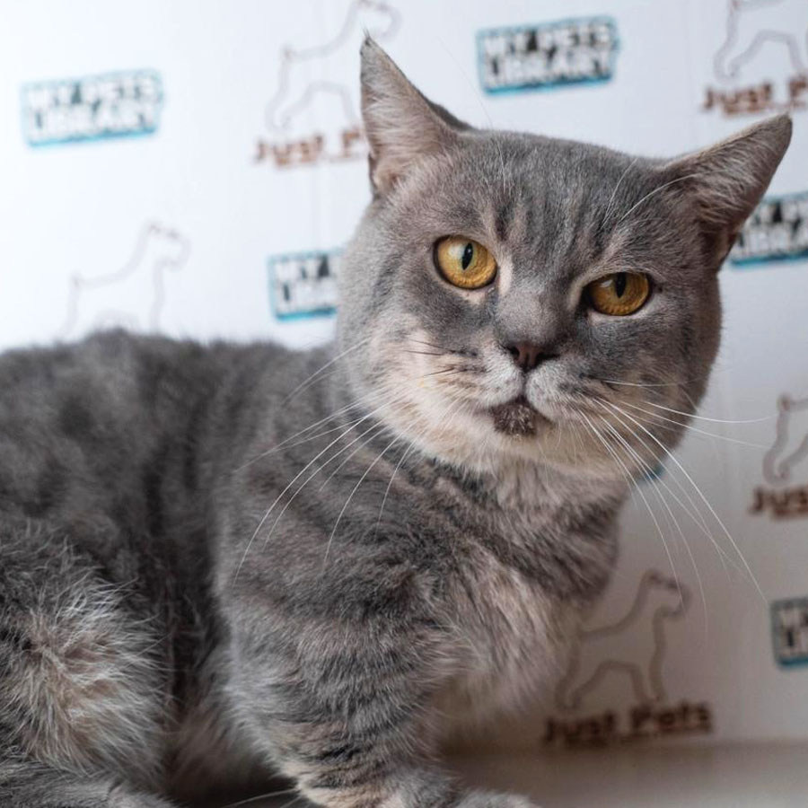 Munchkin British Shorthair Kitten (Male) For Sale