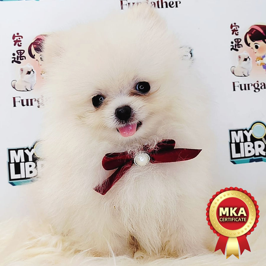MKA Pomeranian Puppy (Male) For Sale