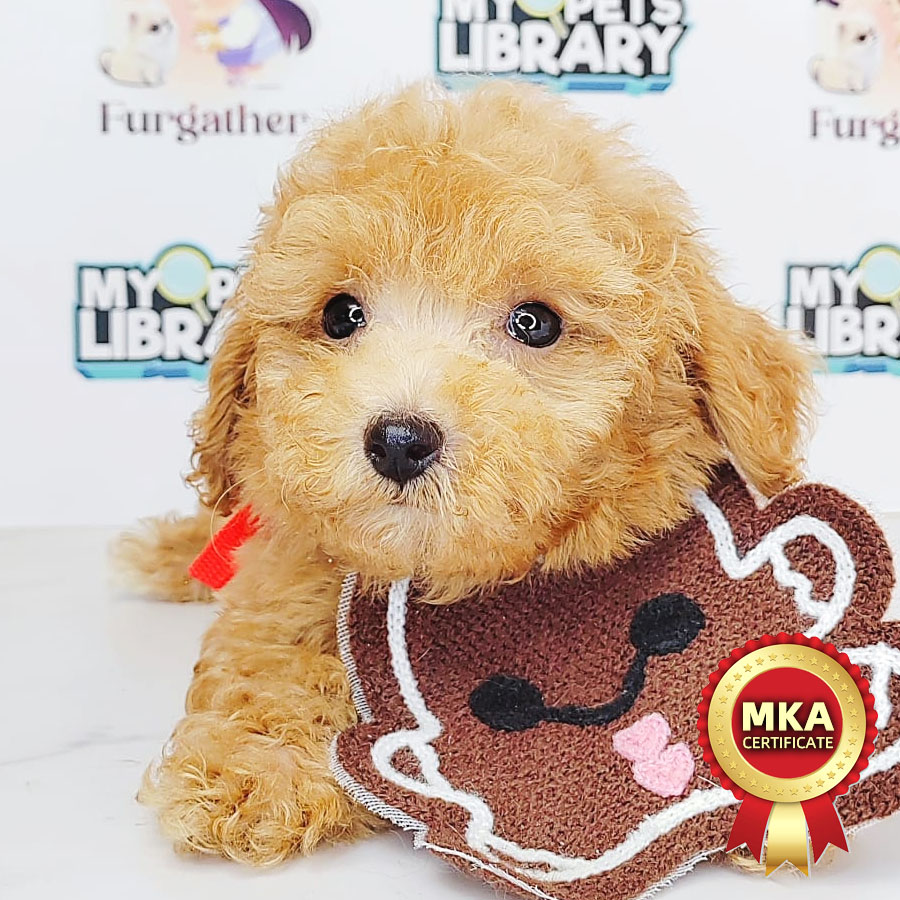 MKA Tiny Poodle Puppy (Male) For Sale