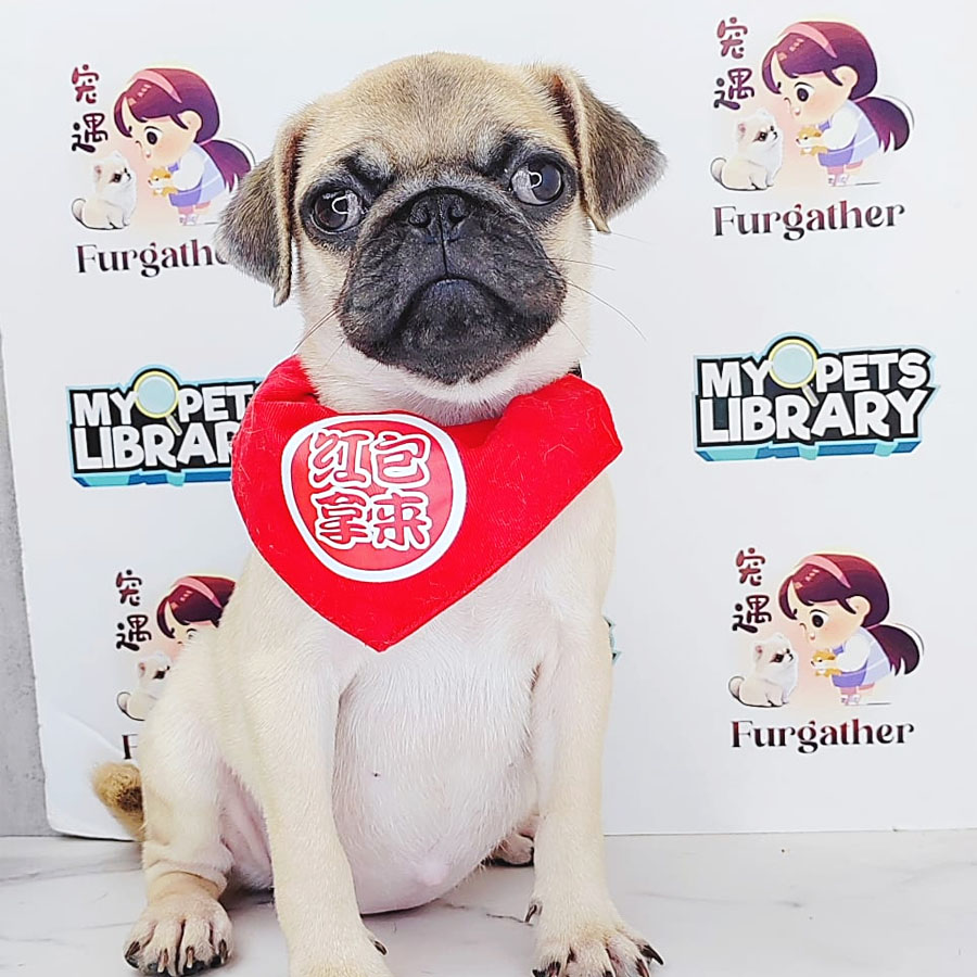 Pug Puppy (Female) For Sale