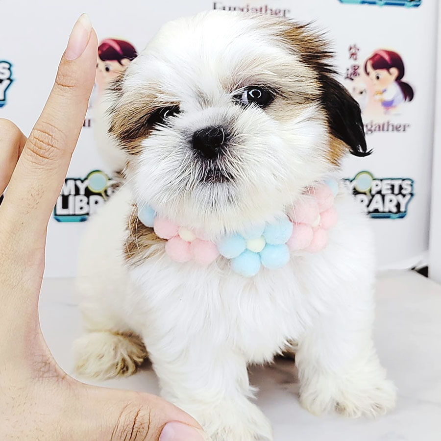 Shih Tzu Puppy (Male) For Sale