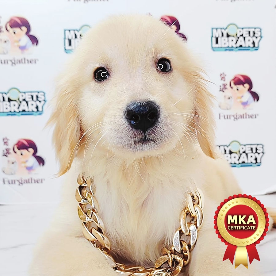 MKA Golden Retriever Puppy (Male) For Sale