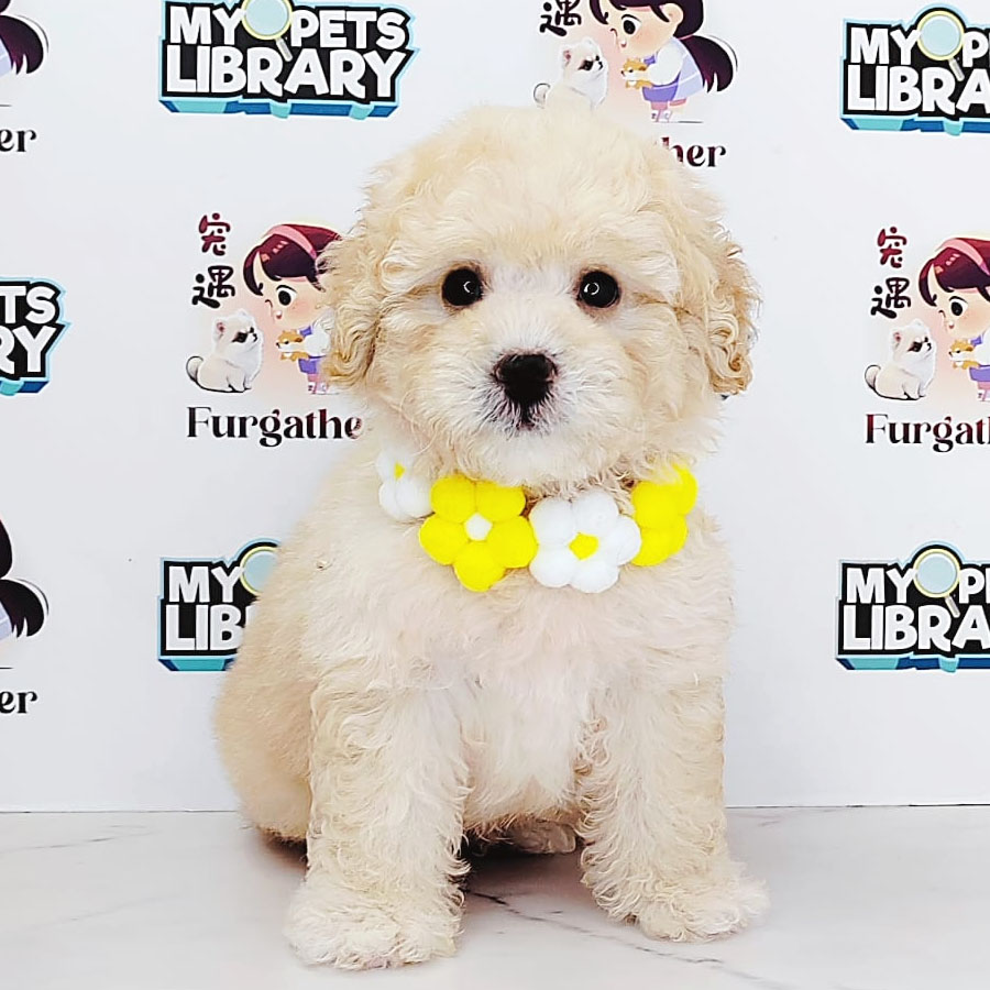 Tiny Poodle Puppy (Male) For Sale
