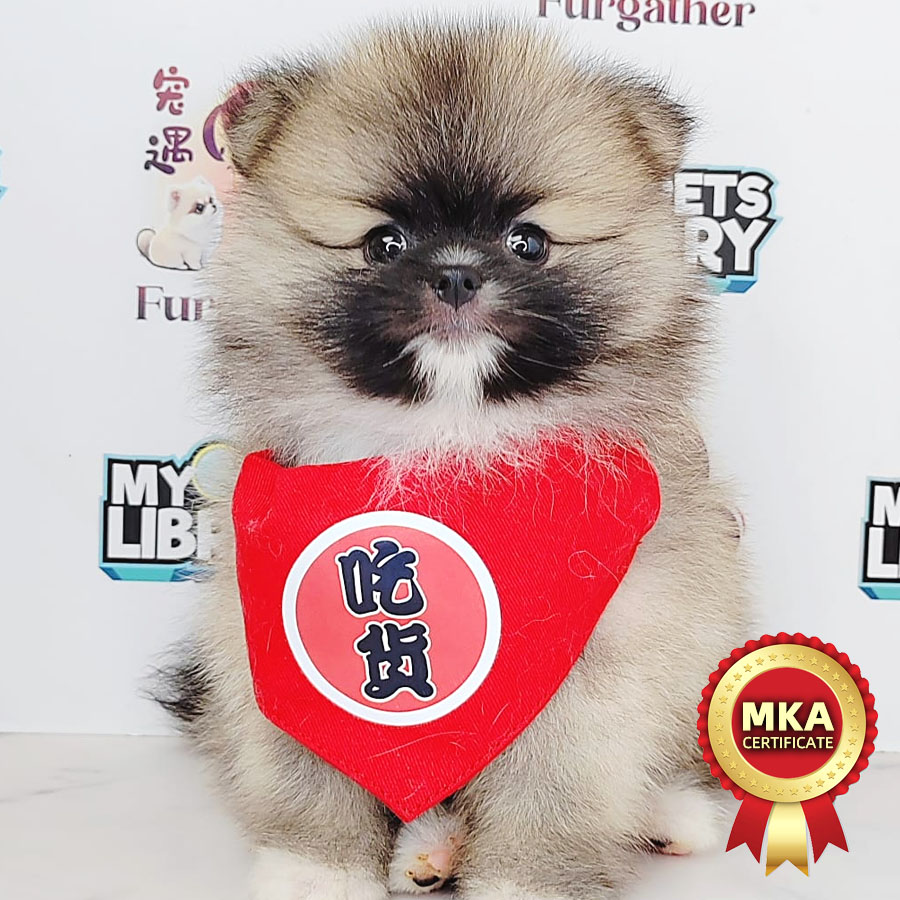 MKA Pomeranian Puppy (Male) For Sale