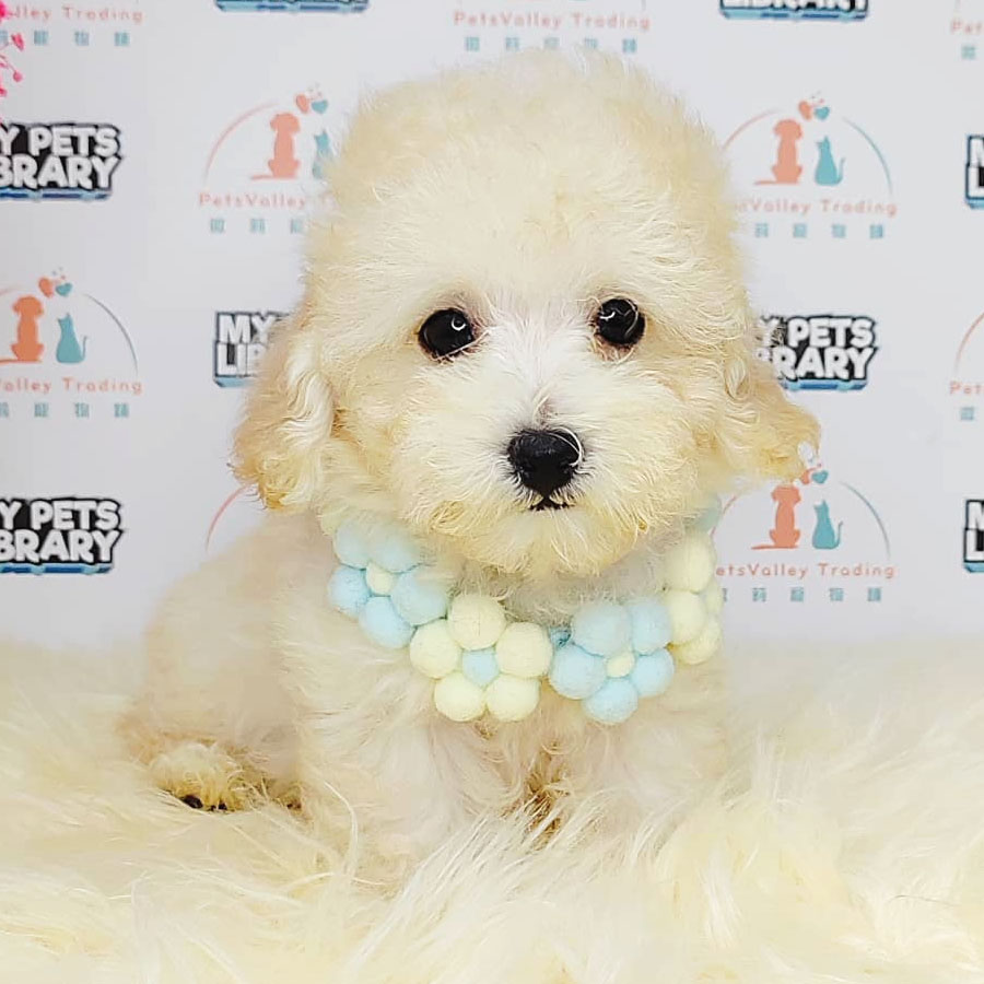 Tiny Poodle Puppy (Female) For Sale