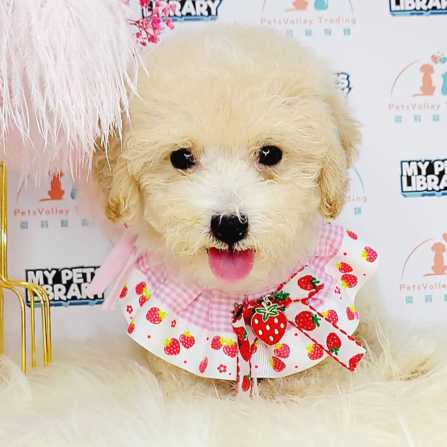Tiny Poodle Puppy (Male) For Sale