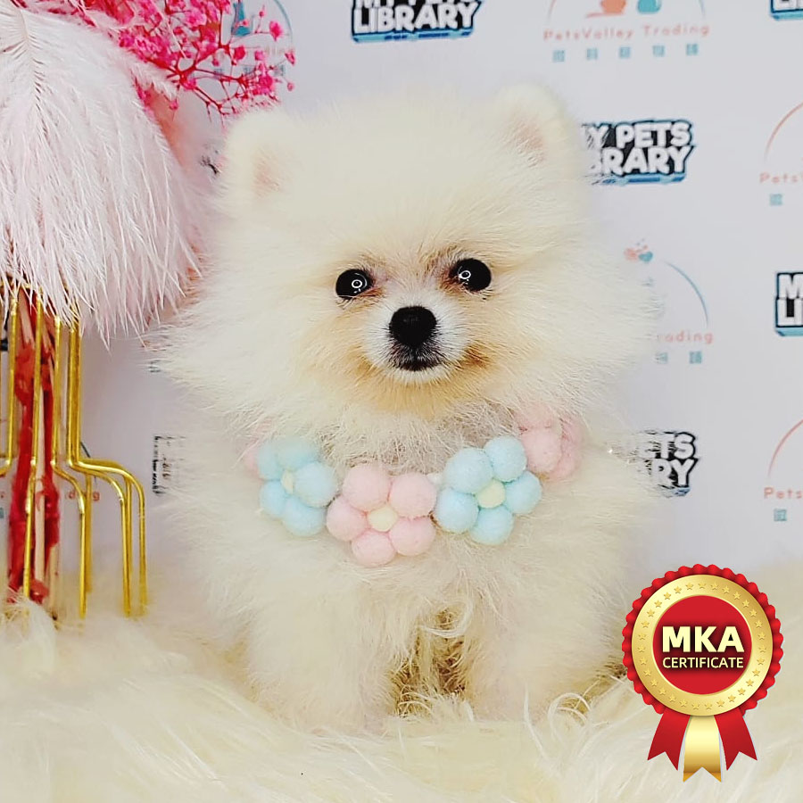 MKA Pomeranian Puppy (Male) For Sale