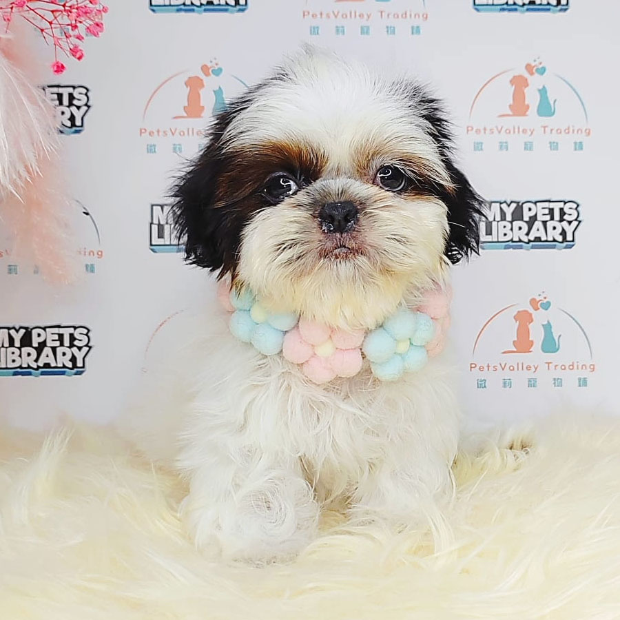 Shih Tzu Puppy (Female) For Sale