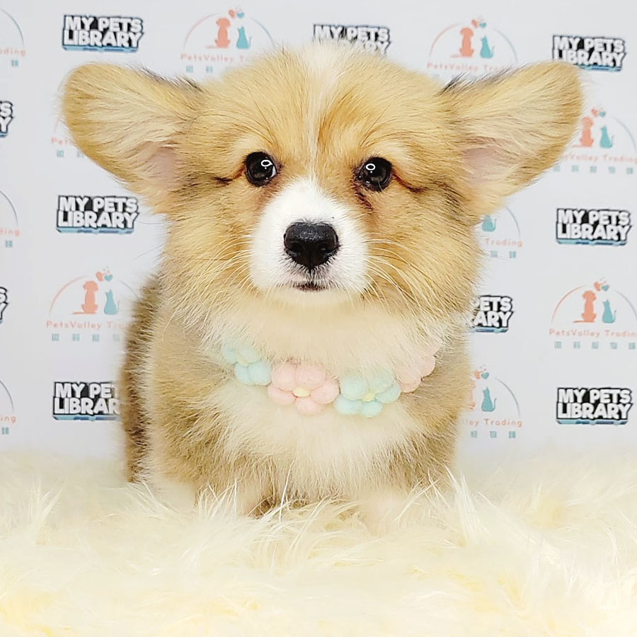 Longcoat Welsh Corgi Puppy (Male) For Sale
