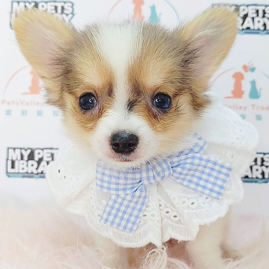 Chihuahua Puppy (Male) For Sale