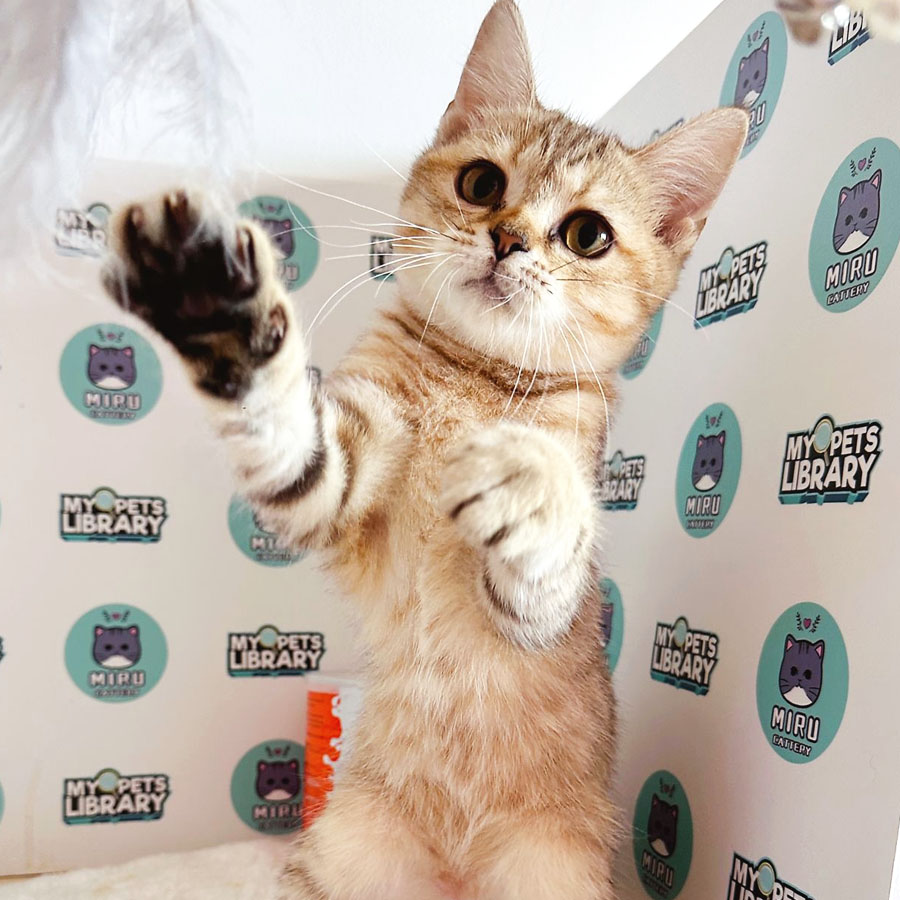 Munchkin British Shorthair Kitten (Male) For Sale