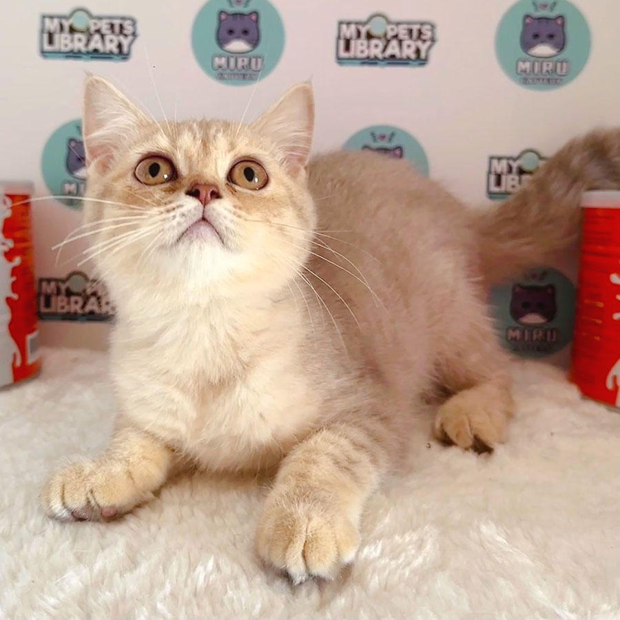 Munchkin British Shorthair Kitten (Female) For Sale