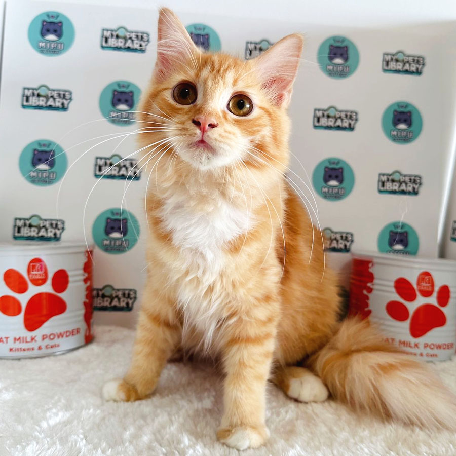 Maine Coon Persian Kitten (Female) For Sale